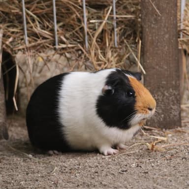 Bild von Das Meerschweinchen