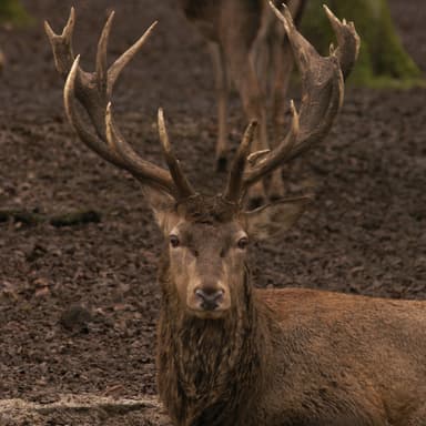 Bild von Der Rothirsch