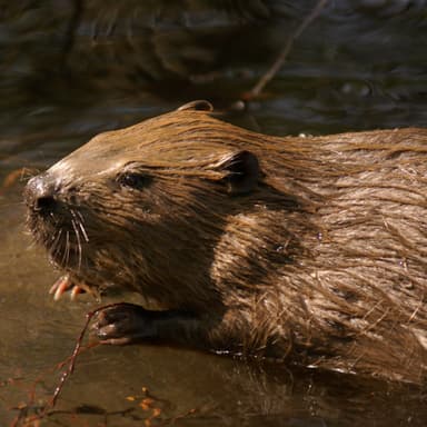 Bild von Der Biber