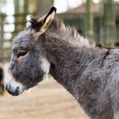 Bild von Zwergesel und Zackelschafe