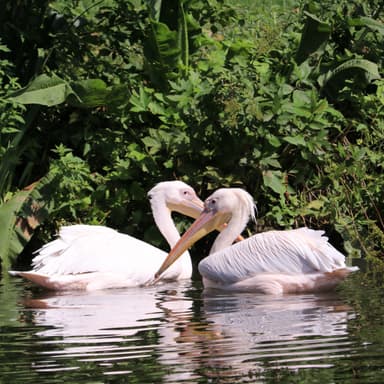 Bild von Der Rosapelikan