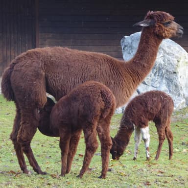Bild von Alpakas und Bartzwerge