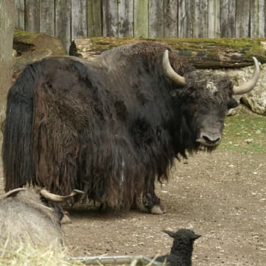 Bild von Der Yak