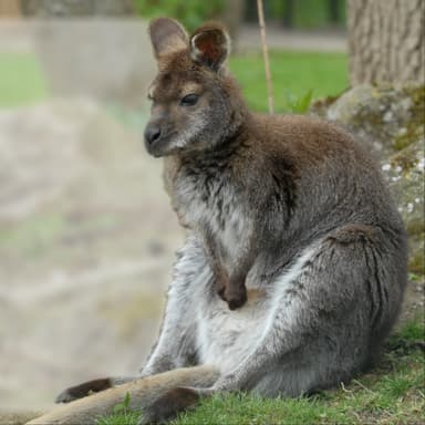Bild von Bennet-Känguru und Emu