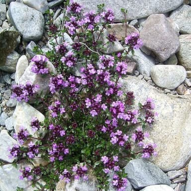 Bild von Berge riechen