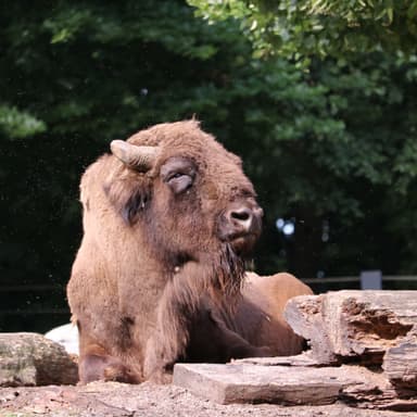 Bild von Der Wisent